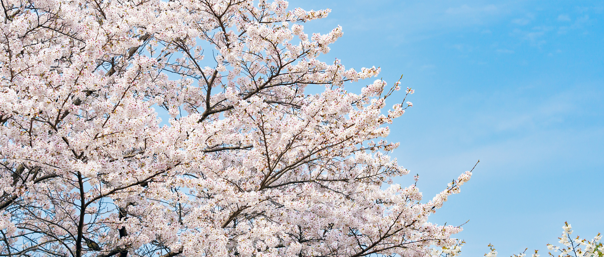 お知らせページのメイン画像